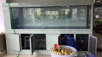 圖 專業(yè)師傅清洗魚缸 從事二十年的水族公司 深圳寵物服務